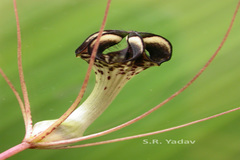 Ceropegia fantastica